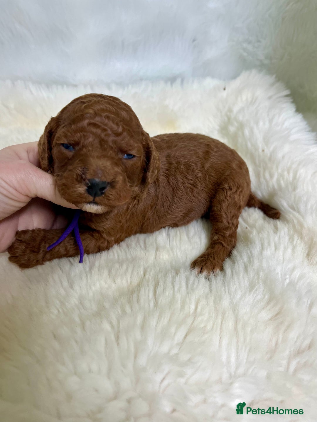 Goldendoodle dogs for sale: multigenerational Australian Red double doodles  - Advert 8