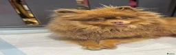 Pomeranian dogs for sale: Chocolate and tan female Pomeranian  - Advert 2