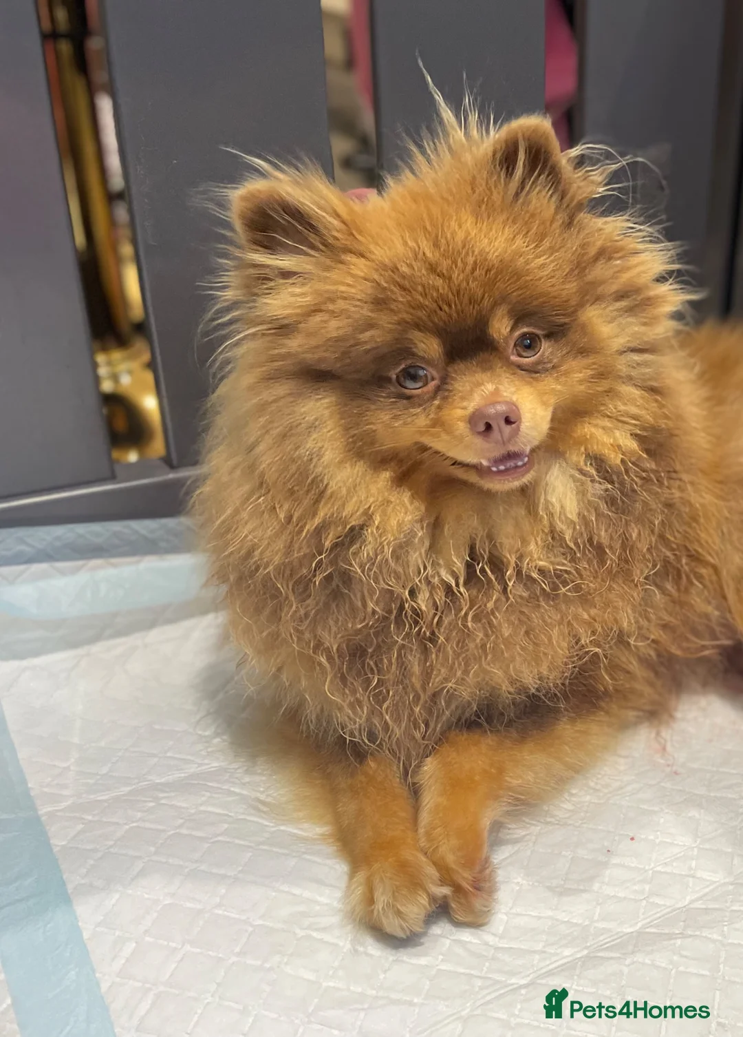 Pomeranian dogs for sale: Chocolate and tan female Pomeranian  - Advert 2