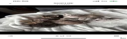 Bengal cats for stud: Worldcatbengals Marlo/mylo naw available for stud  - Advert 6