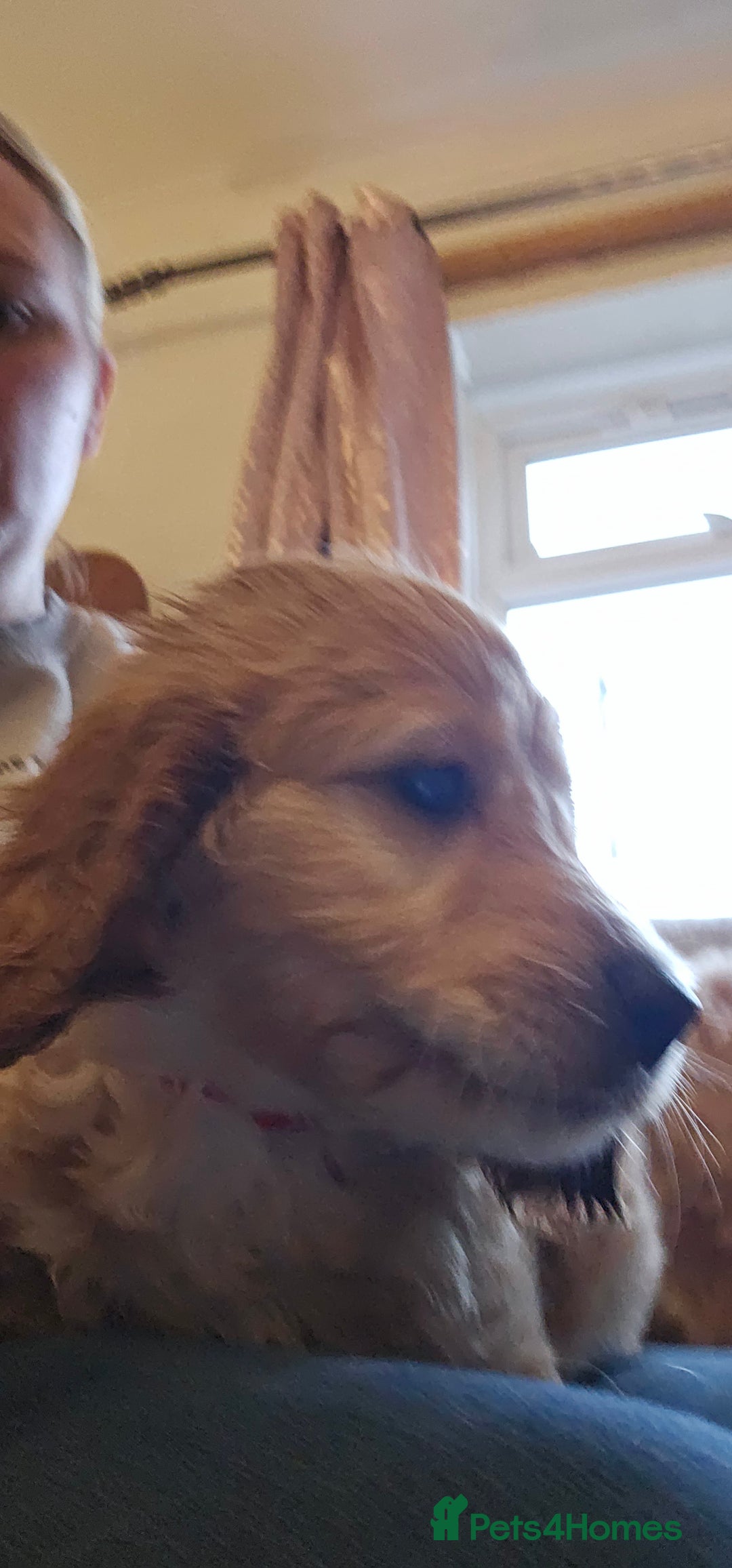 Cockapoo dogs for sale: 5 stunning f2 cockapoos ready togo x - Advert 4