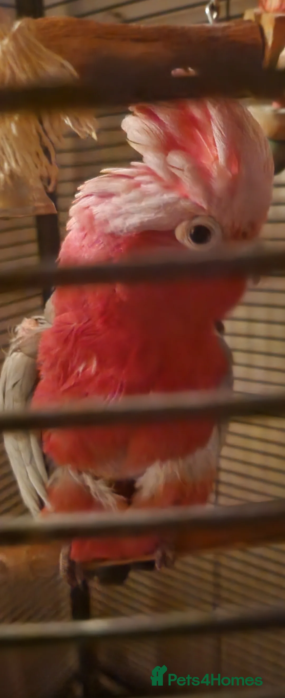 Parrots birds for sale: Australian Pink & Grey Galah. in Tonbridge - Advert 2