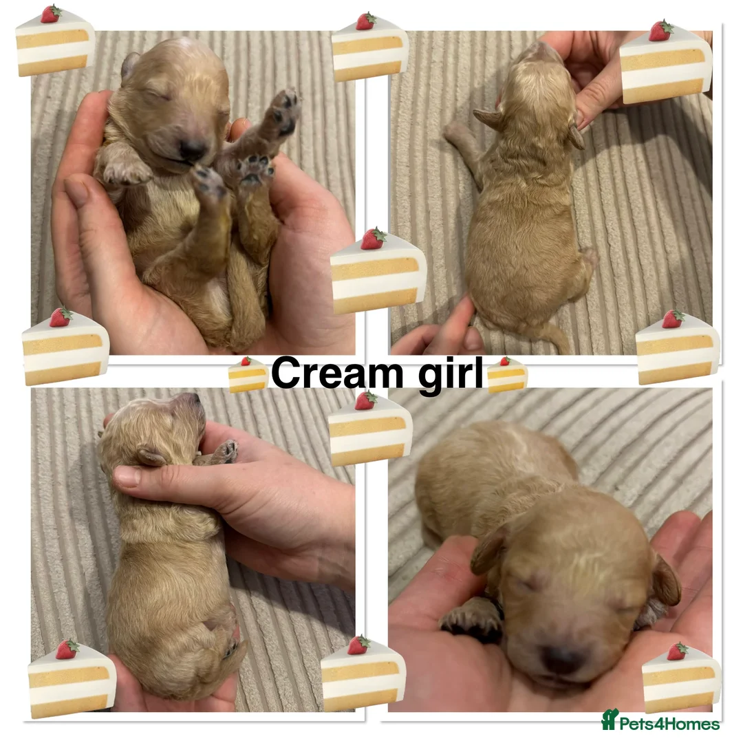 Miniature Poodle dogs for sale: 🐶Miniature/Toy poodle puppies🐶 - Advert 4