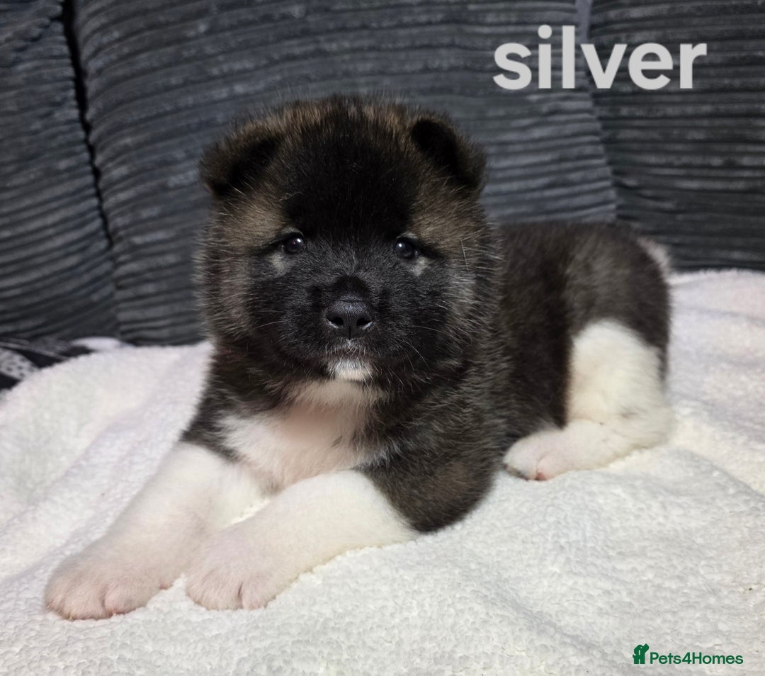 Akita dogs for sale: American akita puppies  - Advert 7