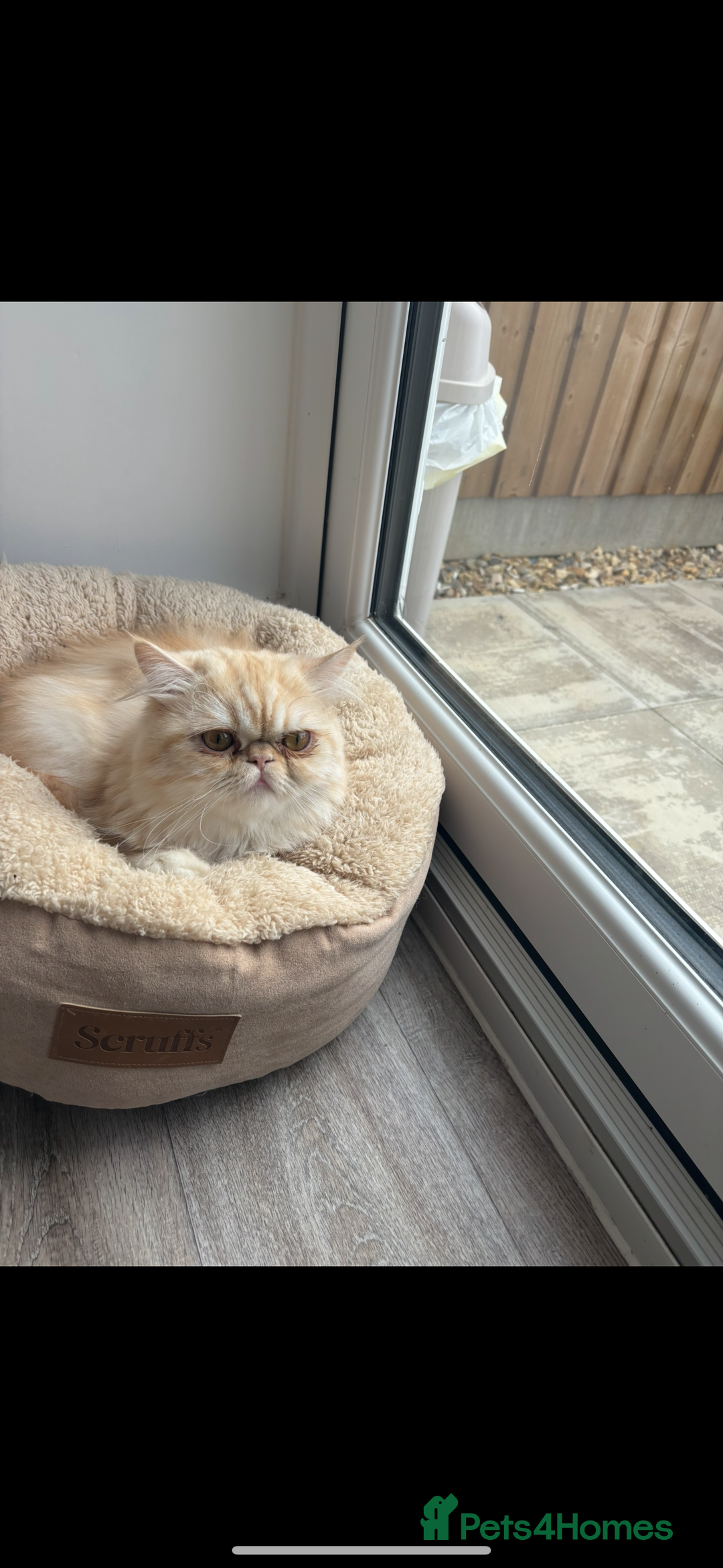 Persian cats for sale: Persian male (Waffles) - Image 2