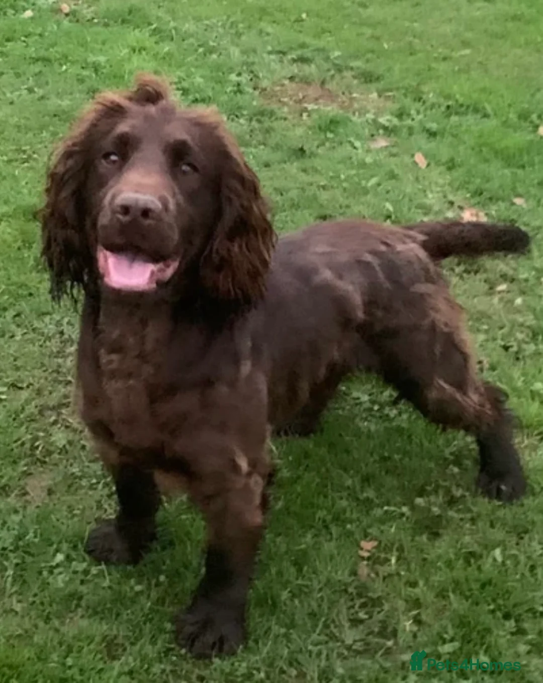 Cocker Spaniel dogs for sale: Working Cocker Spaniel Puppies  - Advert 2