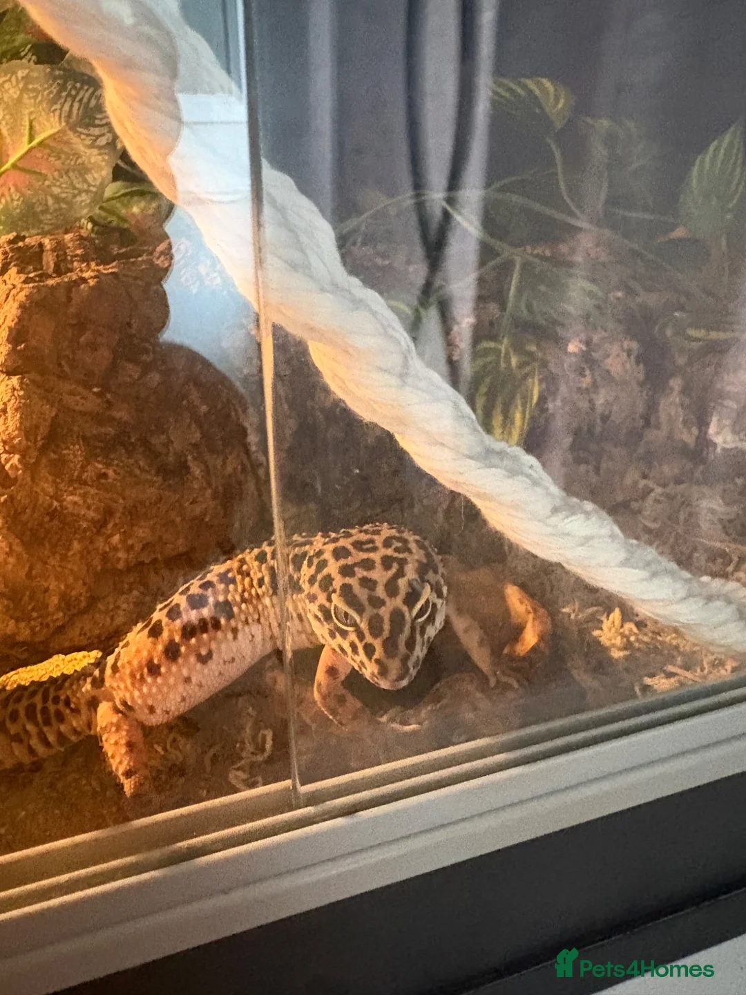 Leopard Gecko reptiles for sale: Leopard gecko  - Advert 2
