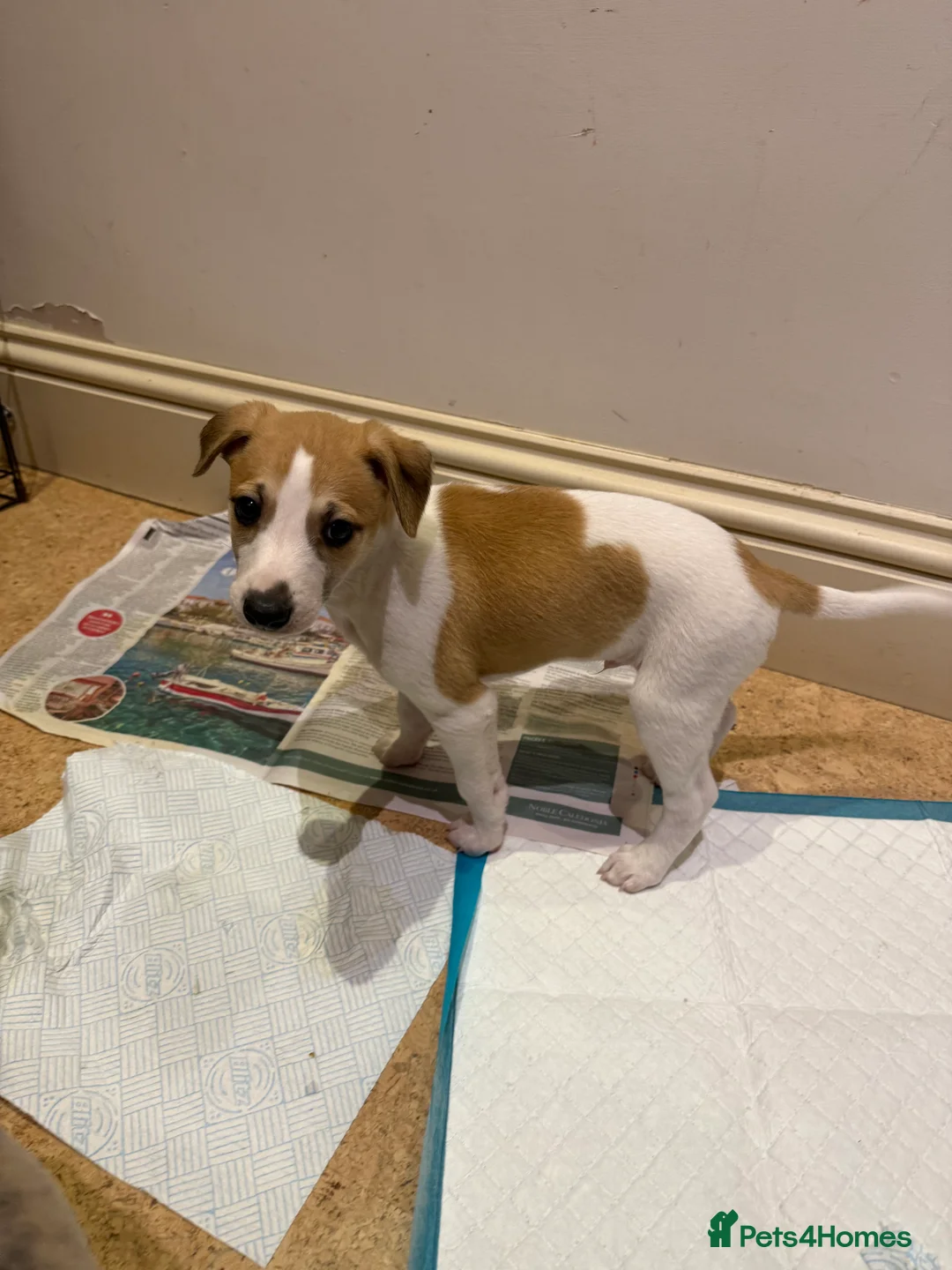 Whippet dogs for sale: Handsome Pedigree Whippet Puppies  - Advert 12