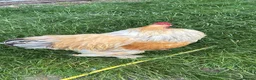 Geese poultry for sale: Sebastopol geese, Brahma and peacock - Advert 4