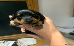 Dachshund dogs for sale: Miniature dachshund pups  - Image 3
