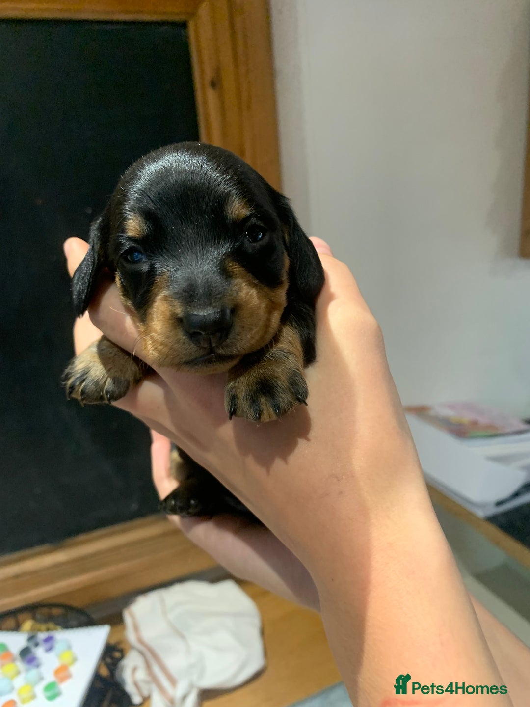 Dachshund dogs for sale: Miniature dachshund pups  - Image 3