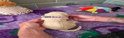 Saint Berdoodle dogs for sale: Miniature F1b Saint Bernadoodles  - Advert 30