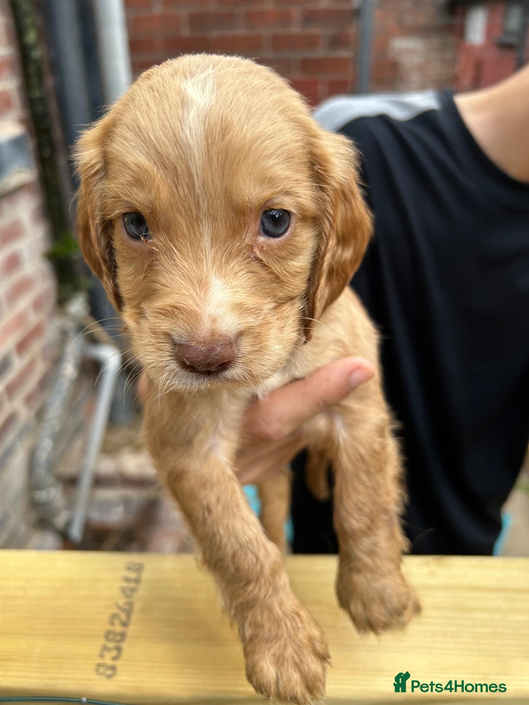 Cocker Spaniel dogs for sale: Kc cocker spaniels  - Image 4