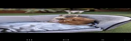 Jack Russell dogs for sale: Jack russell puppy  - Advert 22
