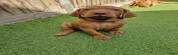 Hungarian Vizsla dogs for sale: Hungarian Vizsla Puppies KC Registered - Advert 22