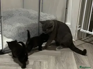 Mixed Breed cats Kittens for sale - Advert 1