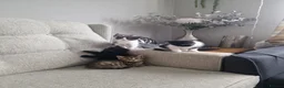 Mixed Breed cats for sale: 5 Kittens  in Manchester - Advert 5