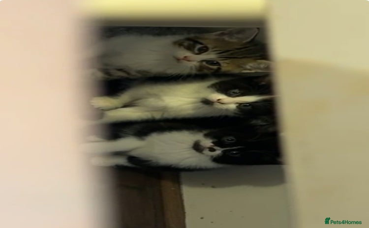 European cats - Advert 2