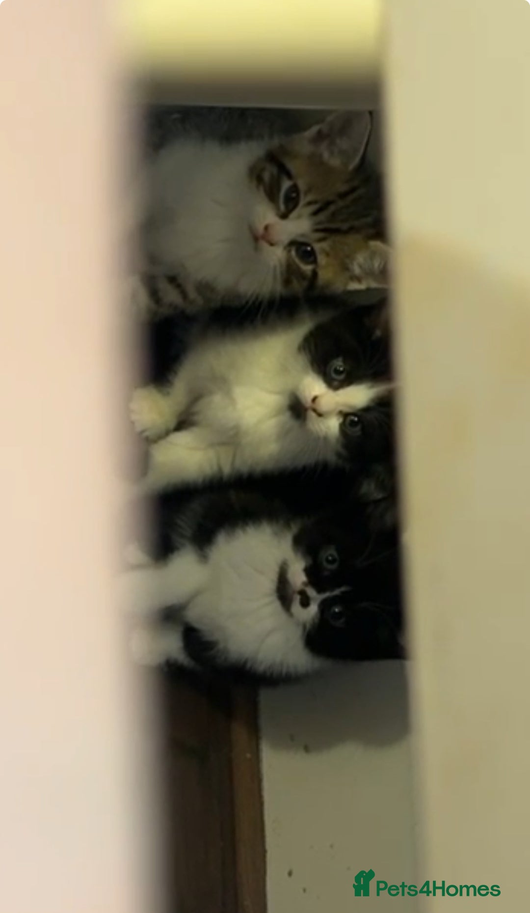 European cats for sale: 4 cute kittens for sale  - Image 1