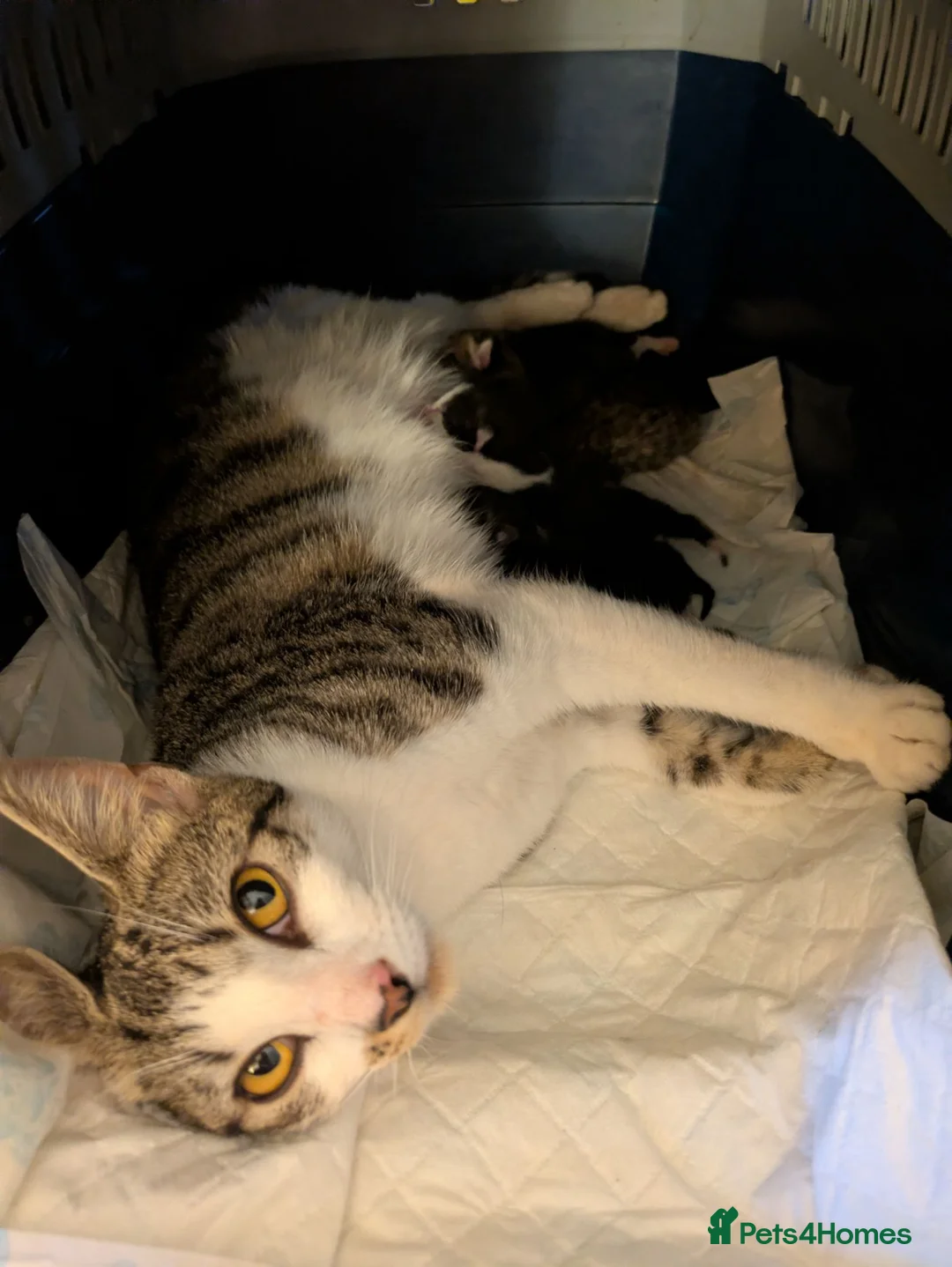 Mixed Breed cats for sale: Five stunning kittens - Advert 22