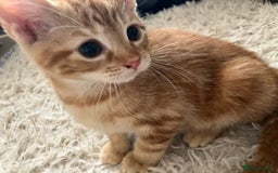 Mixed Breed cats for sale: Ginger female  - Image 1