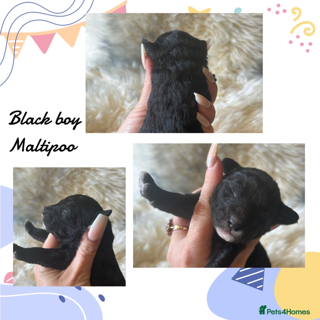 Maltipoo dogs for sale: Fully dna tested Maltipoos  - Image 5