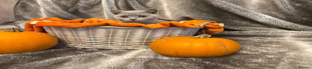 British Shorthair Kitten 1