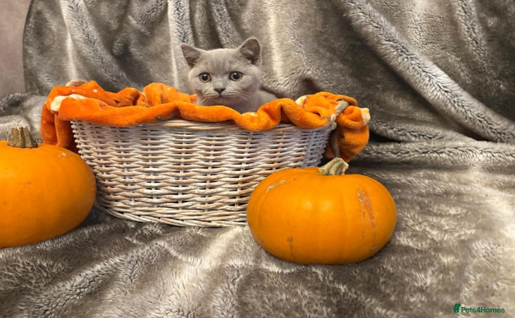 British Shorthair cats - Advert 13