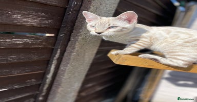 Bengal cats - Advert 3
