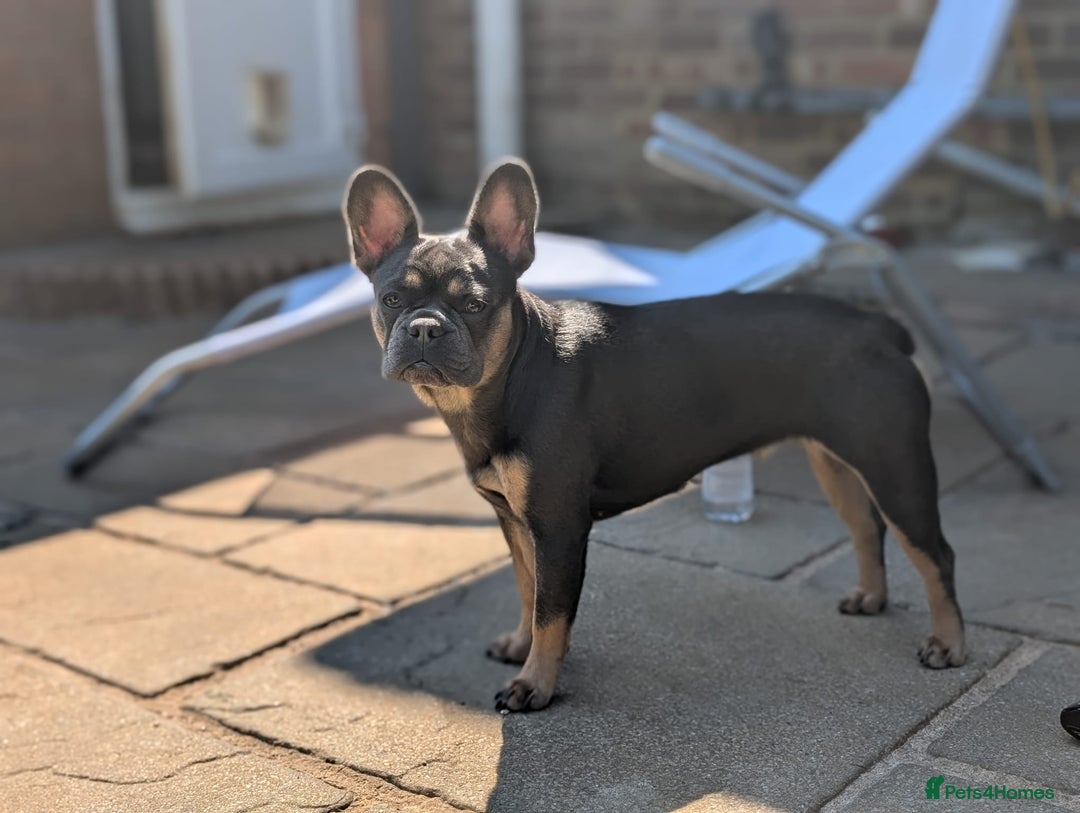 French Bulldog dogs for sale: Stunning kc reg French bulldog  - Advert 2