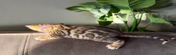 Bengal cats for sale: Beautiful Pedigree Bengal kittens for sale  - Advert 10