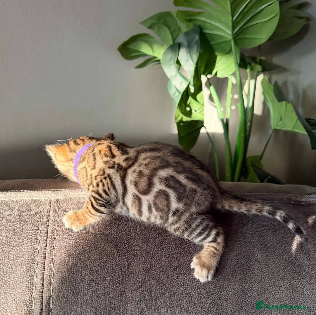 Bengal cats for sale: Beautiful Pedigree Bengal kittens for sale  - Advert 10