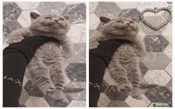 British Shorthair cats for sale: OUTSTANDING🏆PEDIGREE🎖CH SIRED in Dudley - Image 25