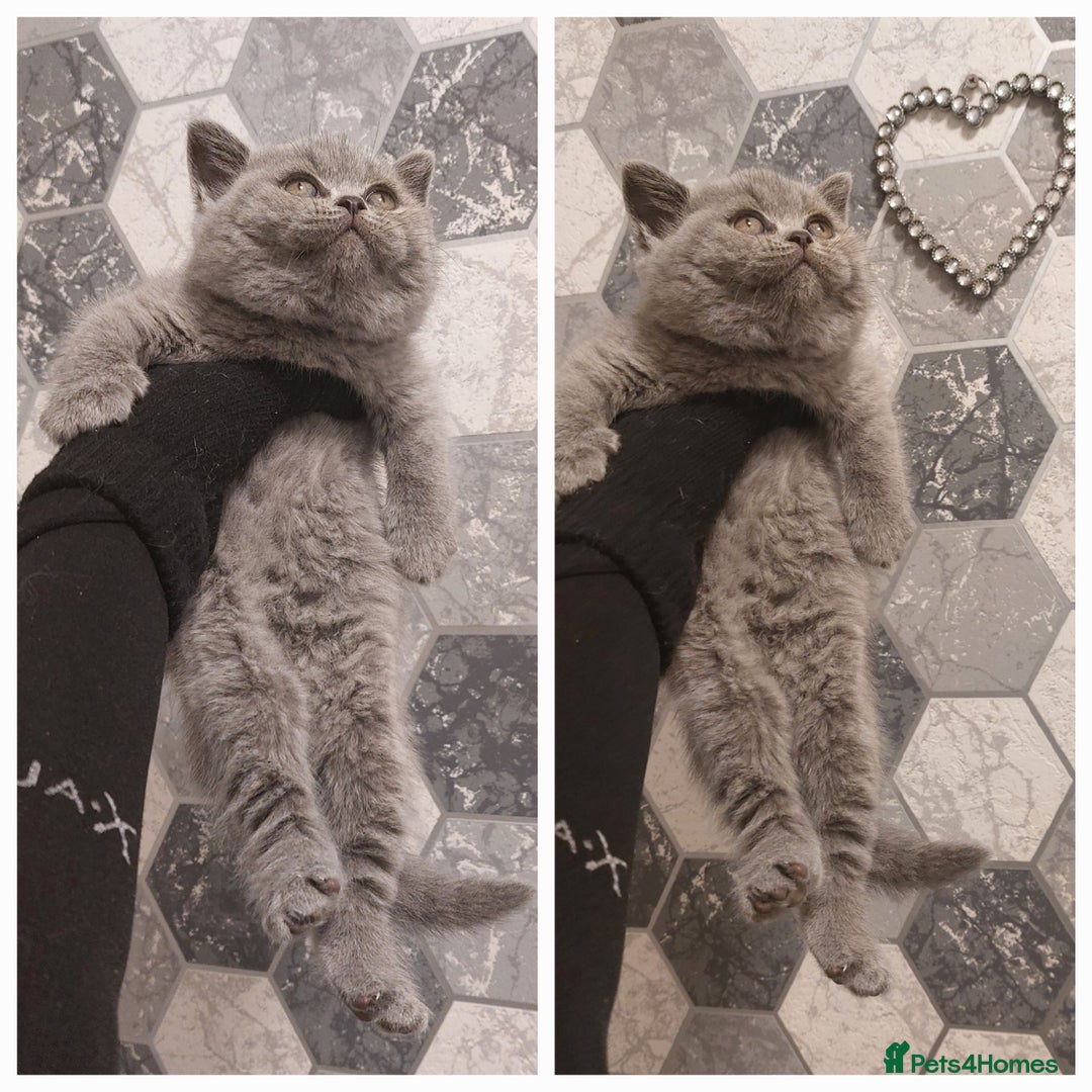British Shorthair cats for sale: OUTSTANDING🏆PEDIGREE🎖CH SIRED in Dudley - Image 25