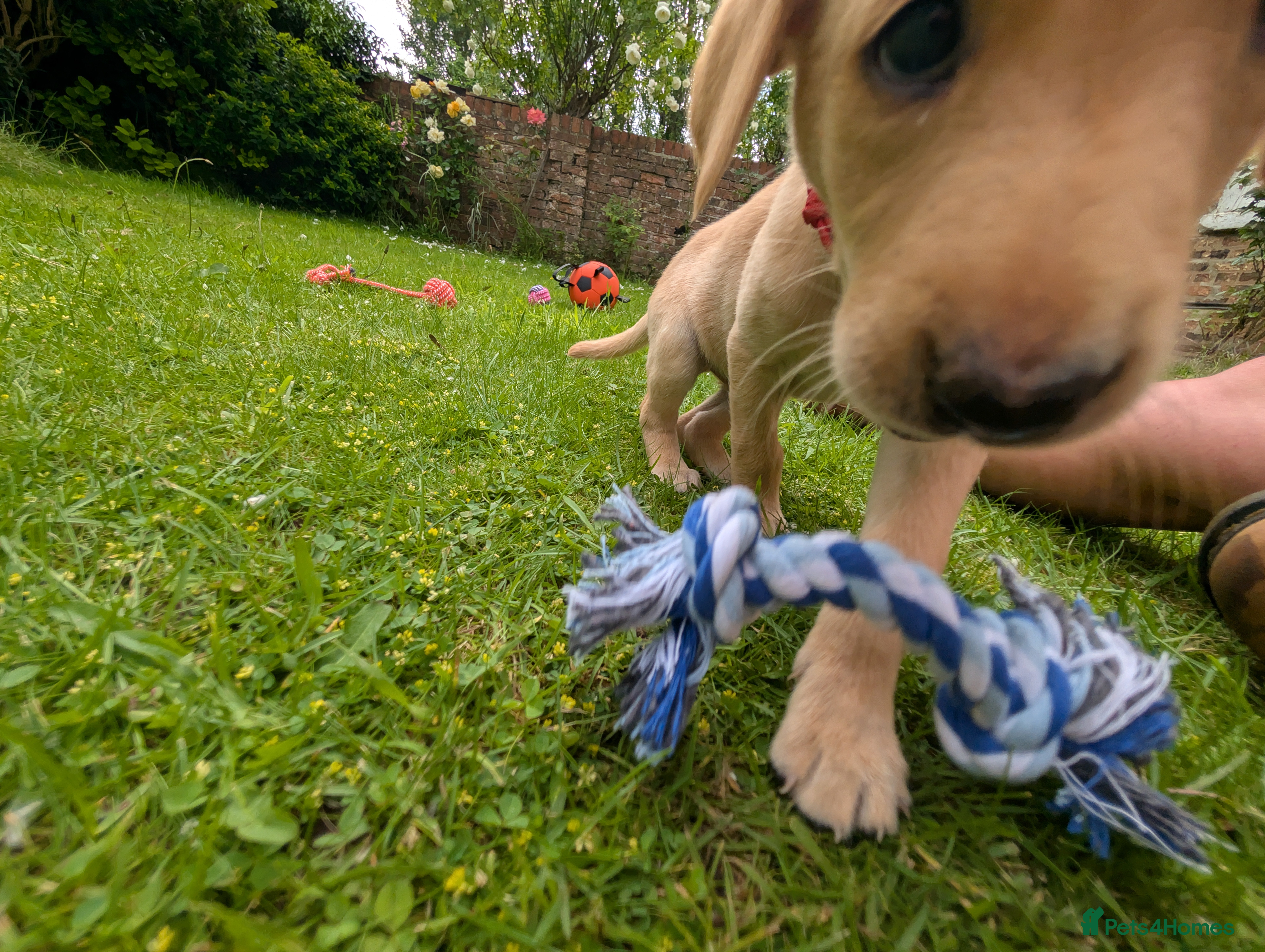 Labrador Retriever dogs Golden Yellow Lab pups - Advert 2