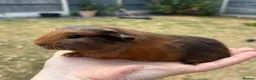 Guinea Pig rodents for sale: Beautiful baby guinea pigs FUNKY, roans & crested - Advert 5