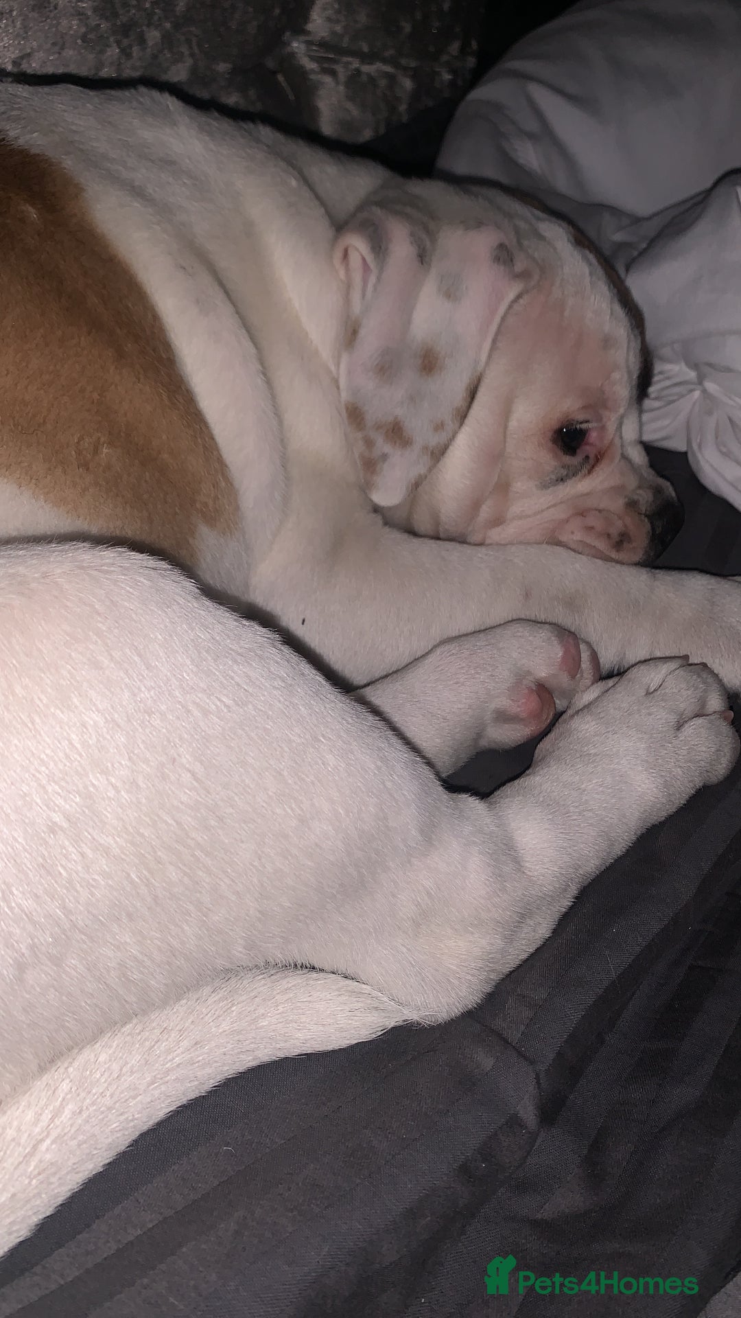 Dorset Olde Tyme Bulldogge dogs for sale: 12 week old olde Tyme bulldog female - Image 8