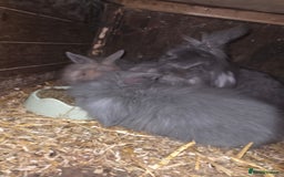 Lionhead rabbits for sale: Lionhead rabbits - Image 2