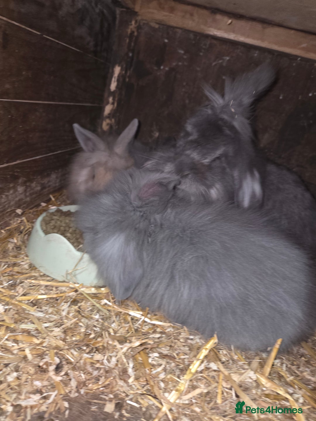 Lionhead rabbits for sale: Lionhead rabbits - Image 2