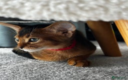 Abyssinian cats for sale: Nice Pure Abyssinian Kittens - Image 22
