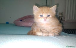 Exotic cats for sale:  3 Kittens - Image 5