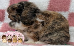 Mini Lop rabbits for sale: Adult Mini Lop Doe’s  - Image 7
