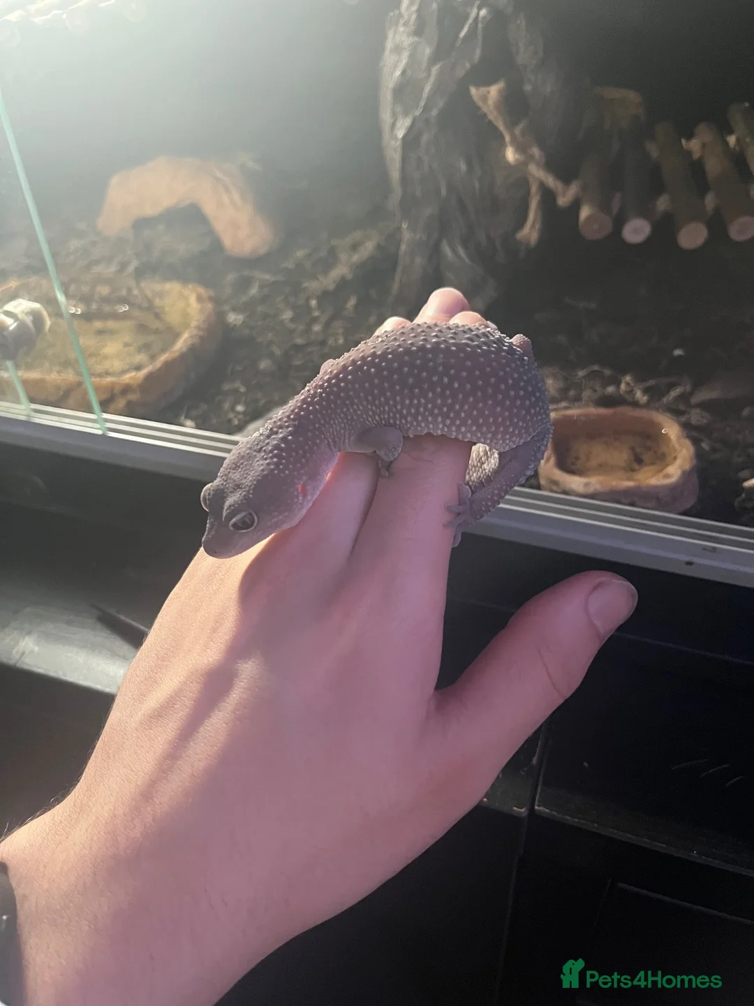 Leopard Gecko reptiles for sale: 2 Female Leopard geckos + vivarium  - Advert 4