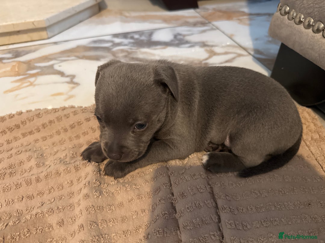 Staffordshire Bull Terrier dogs for sale: Blue Staffordshire Bull Terriers Staffy staffie - Image 12