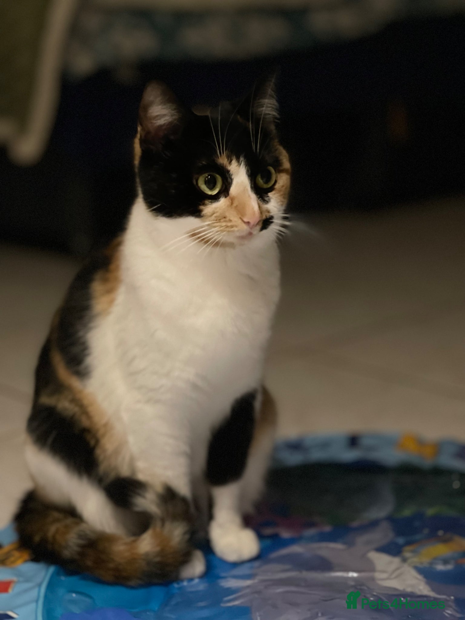 Mixed Breed cats Adorable Kittens Looking for a Loving Home - Advert 2