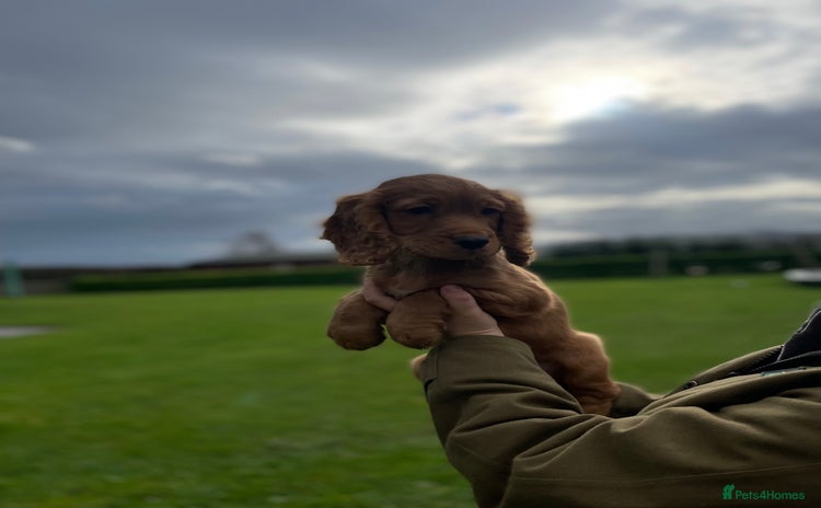 Cocker Spaniel dogs - Advert 1