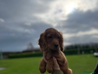 Cocker Spaniel dogs for sale - Advert 2