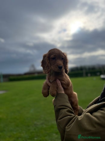 Cocker Spaniel dogs - Advert 1