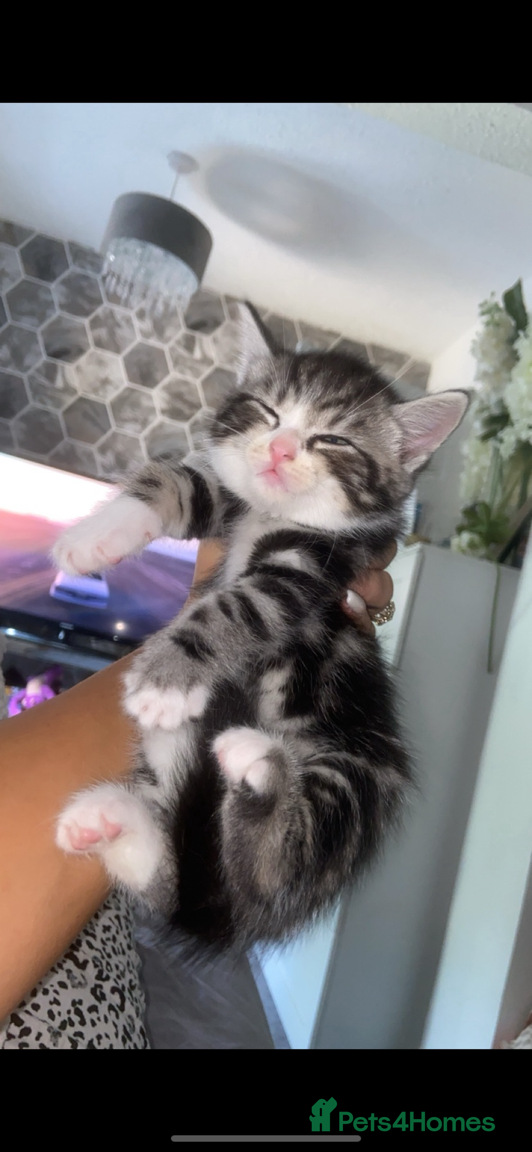 Bengal cats for sale: 4 x Beautiful Bengal Mixed Babies - Advert 5