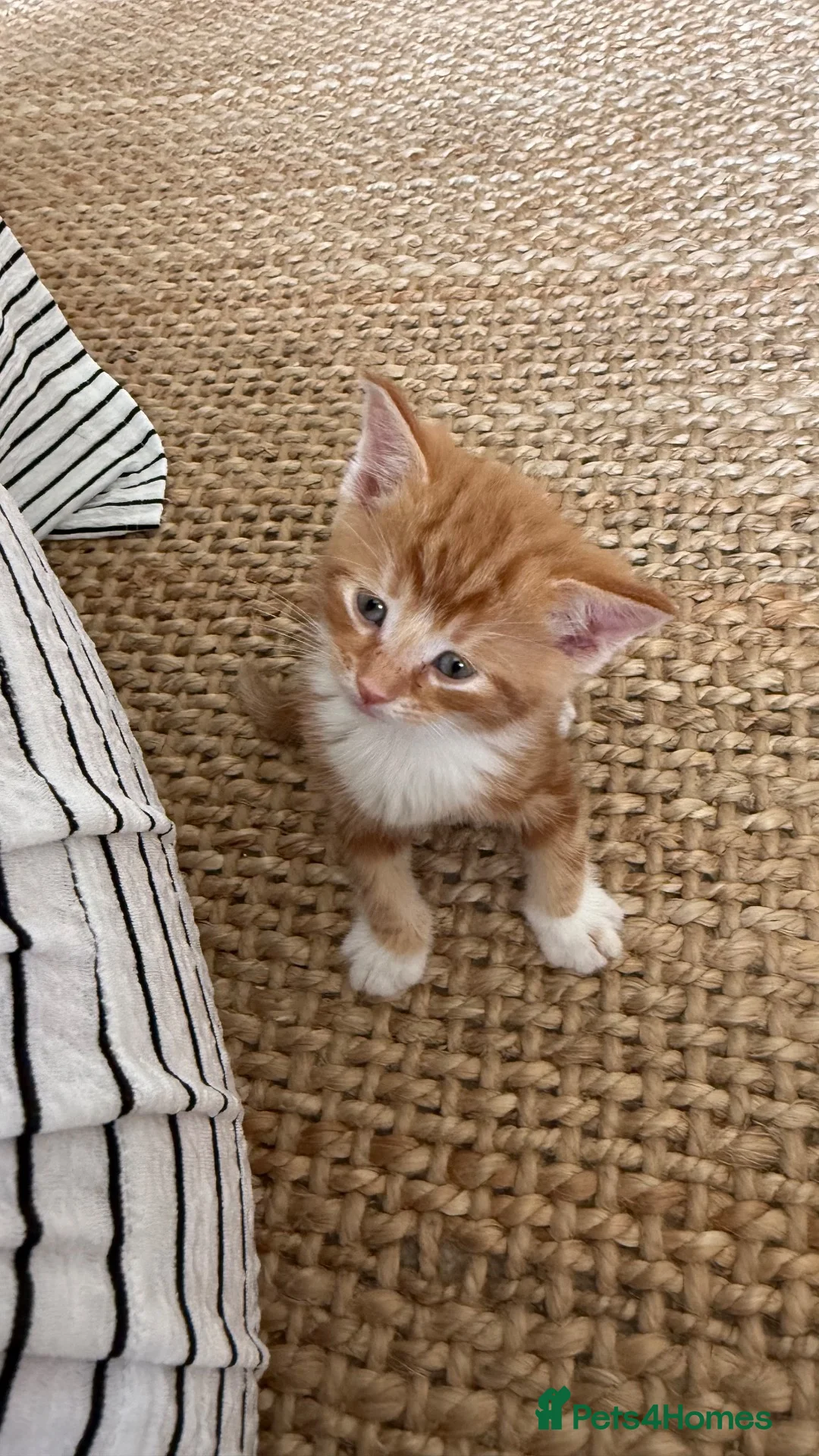 British Shorthair cats for sale: Kitten for sale - Advert 7